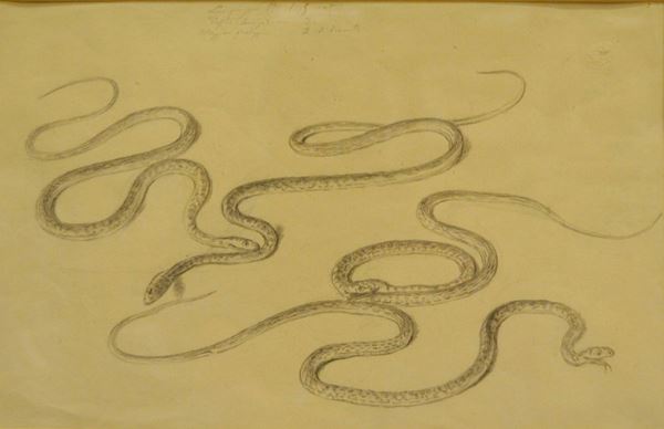 Giuseppe Bezzuoli  (Firenze 1784-1855)  STUDIO DI SERPENTI   matita su carta, cm 44x57