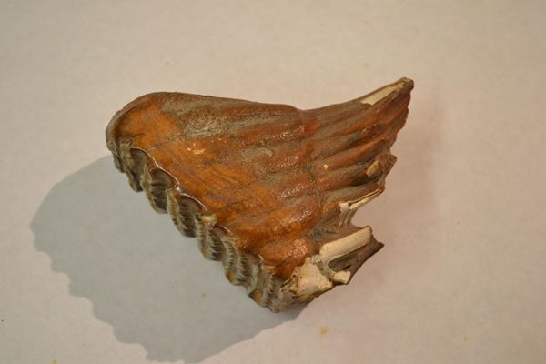  Molare di elefante nano   - Asta Gioielli, Argenti, Modernariato, Dipinti, Mobili e Oggetti d'Arte - Poggio Bracciolini Casa d'Aste