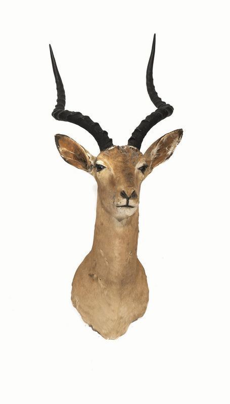   TROFEO DI IMPALA  (AEPYCEROS MELAMPUS), AFRICA 