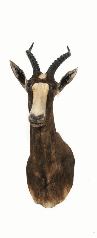   TROFEO DI IMPALA  (AEPYCEROS MELAMPUS), AFRICA