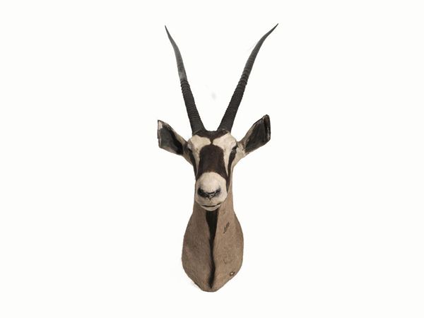   TROFEO DI ORICE GAZZELLA  (ORYK GAZZELLA), SUDAFRICA