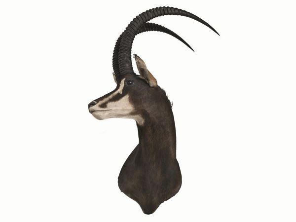   TROFEO DI COBO  (KOBUS ELLIPSIPRYMNUS), TANZANIA