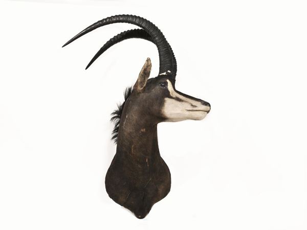   TROFEO DI COBO  (KOBUS ELLIPSIPRYMNUS), TANZANIA  - Asta Gioielli, Argenti, Arredi, Dipinti e Oggetti d'arte - Poggio Bracciolini Casa d'Aste