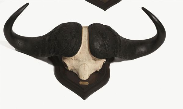   TROFEO DI BUFALO NERO  (SYNCERUS CAFFER), SUDAFRICA