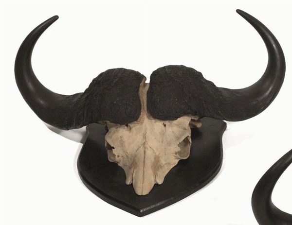   TROFEO DI BUFALO NERO  (SYNCERUS CAFFER), SUDAFRICA