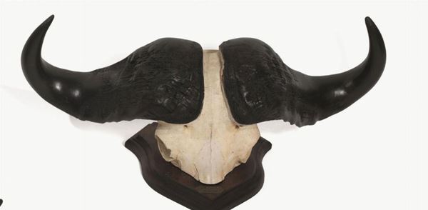   TROFEO DI BUFALO NERO  (SYNCERUS CAFFER), SUDAFRICA