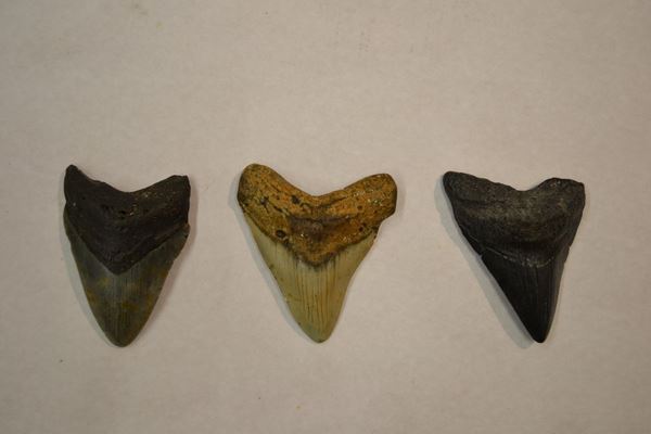  Tre denti di squalo fossili   - Asta Gioielli, Argenti, Arredi, Dipinti e Oggetti d'arte - Poggio Bracciolini Casa d'Aste