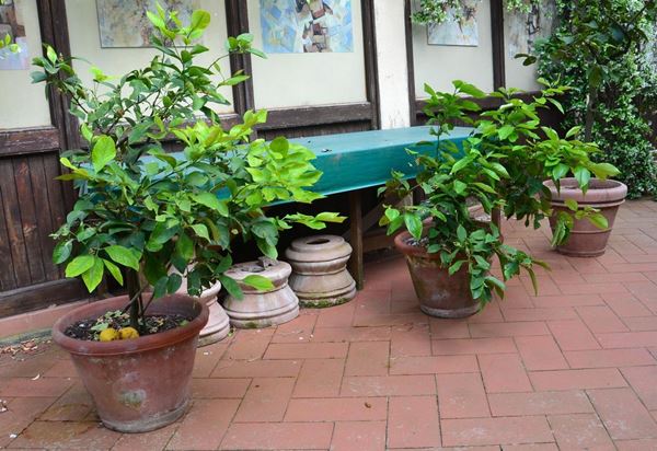 Tre piante di limoni, entro
