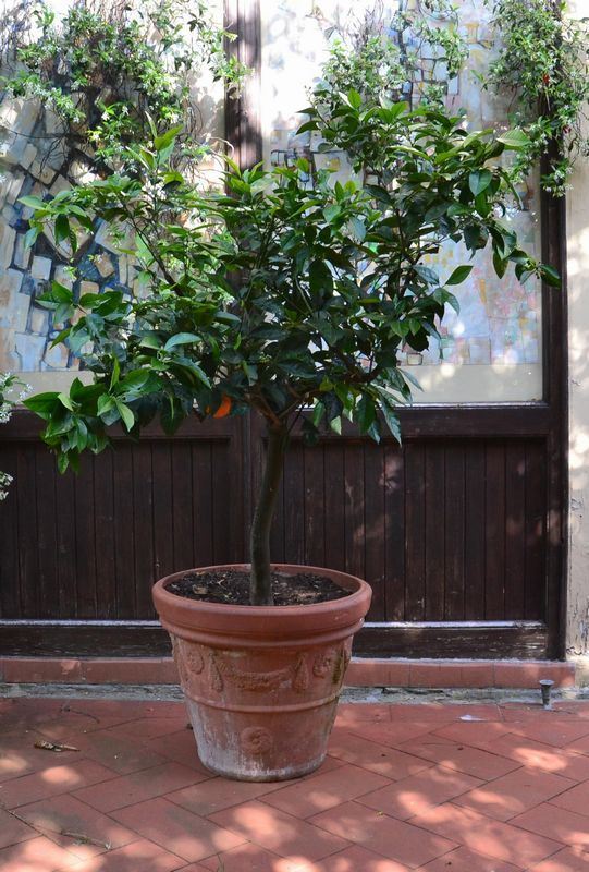 Pianta di arancio, entro  - Asta GIOIELLI, ARREDI, DIPINTI E OGGETTI D'ARTE - Poggio Bracciolini Casa d'Aste