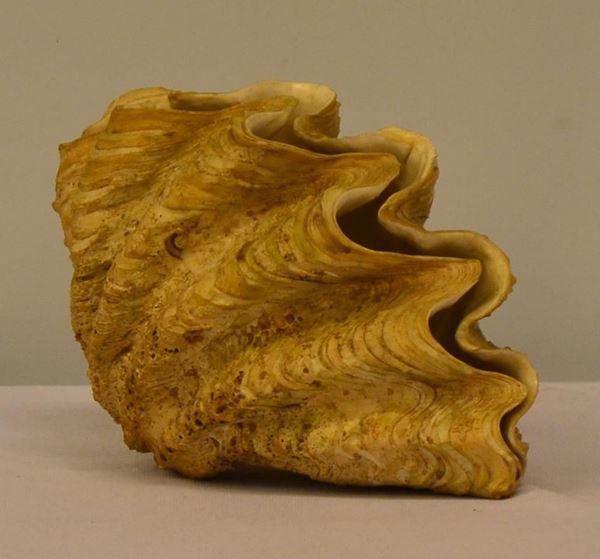 Conchiglia, cm 27x15x14                                                   