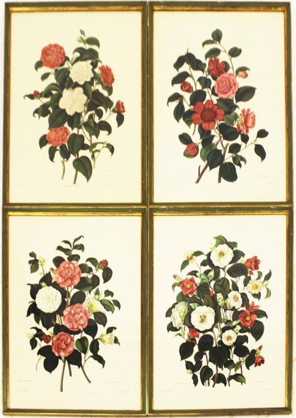 Quattro stampe litografiche, Inghilterra, sec. XX, raffiguranti tipologie di camelie, cm 48x68 (4)