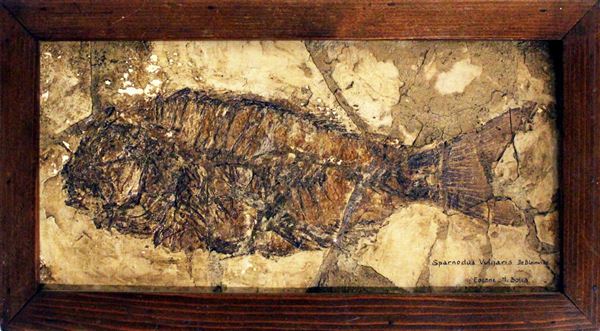 Fossile di pesce, in cornice lignea, ingombro cm 34,5x19&nbsp;&nbsp;&nbsp;&nbsp;&nbsp;&nbsp;&nbsp;&nbsp;&nbsp;&nbsp;&nbsp;&nbsp;&nbsp;&nbsp;&nbsp;&nbsp;&nbsp;&nbsp;