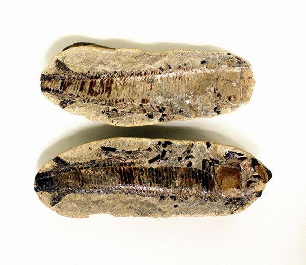 Fossile di pesce, in due parti, cm 28x10&nbsp;&nbsp;&nbsp;&nbsp;&nbsp;&nbsp;&nbsp;&nbsp;&nbsp;&nbsp;&nbsp;&nbsp;&nbsp;&nbsp;&nbsp;&nbsp;&nbsp;&nbsp;&nbsp;&nbsp;&nbsp;&nbsp;&nbsp;&nbsp;&nbsp;&nbsp;&nbsp;&nbsp;&nbsp;&nbsp;&nbsp;&nbsp;&nbsp;&nbsp;