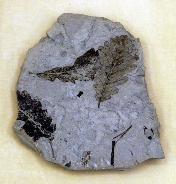 Fossile di foglie su selce su selce, 55 milioni di anni fa, cm 20x17, in  