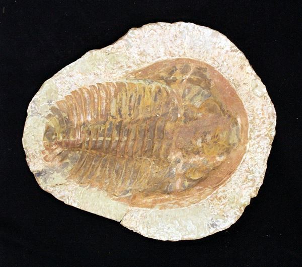 Fossile, trilobite cambropallas telesto, periodo devoniano, provenienza&nbsp;&nbsp;&nbsp;