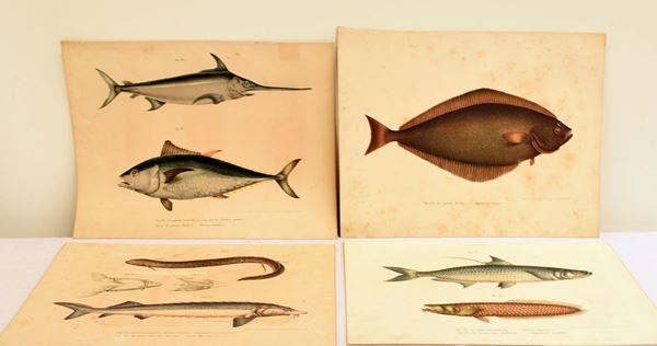 Sedici stampe sec. XIX&nbsp;&nbsp;&nbsp;&nbsp;&nbsp;&nbsp;&nbsp;&nbsp;&nbsp;&nbsp;&nbsp;&nbsp;&nbsp;&nbsp;&nbsp;&nbsp;&nbsp;&nbsp;&nbsp;&nbsp;&nbsp;&nbsp;&nbsp;&nbsp;&nbsp;&nbsp;&nbsp;&nbsp;&nbsp;&nbsp;&nbsp;&nbsp;&nbsp;&nbsp;&nbsp;&nbsp;&nbsp;&nbsp;&nbsp;&nbsp;&nbsp;&nbsp;&nbsp;&nbsp;&nbsp;&nbsp;&nbsp;&nbsp;&nbsp;&nbsp;&nbsp;&nbsp;&nbsp;&nbsp;&nbsp;&nbsp;
