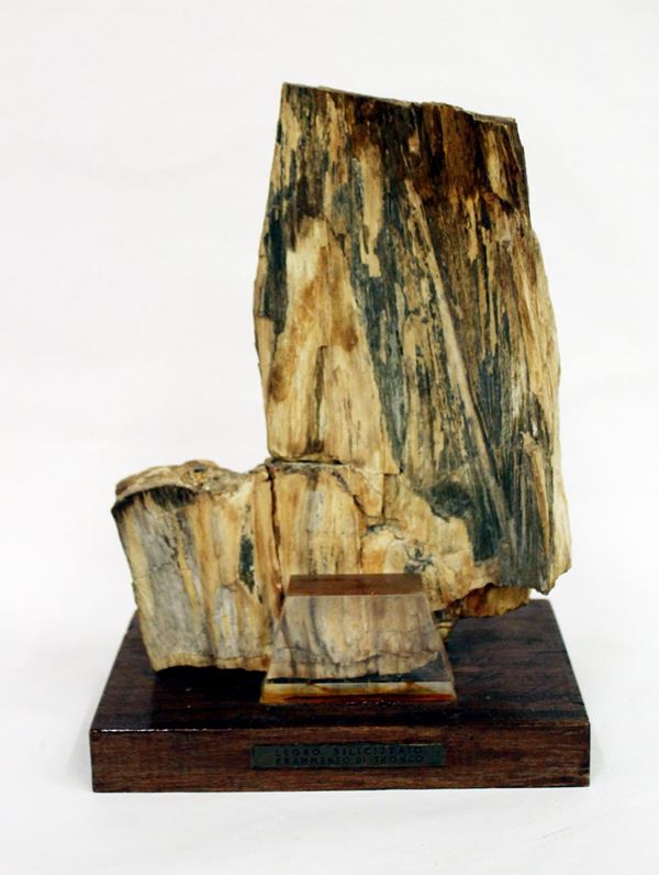 Legno silicizzato&nbsp;&nbsp;&nbsp;&nbsp;&nbsp;&nbsp;&nbsp;&nbsp;&nbsp;&nbsp;&nbsp;&nbsp;&nbsp;&nbsp;&nbsp;&nbsp;&nbsp;&nbsp;&nbsp;&nbsp;&nbsp;&nbsp;&nbsp;&nbsp;&nbsp;&nbsp;&nbsp;&nbsp;&nbsp;&nbsp;&nbsp;&nbsp;&nbsp;&nbsp;&nbsp;&nbsp;&nbsp;&nbsp;&nbsp;&nbsp;&nbsp;&nbsp;&nbsp;&nbsp;&nbsp;&nbsp;&nbsp;&nbsp;&nbsp;&nbsp;&nbsp;&nbsp;&nbsp;&nbsp;&nbsp;&nbsp;&nbsp;