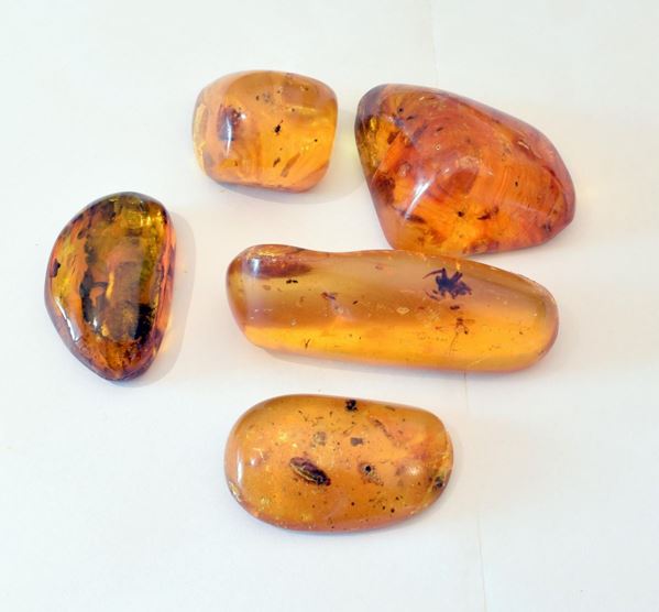CINQUE PEZZI DI AMBRA CON INSETTI&nbsp;&nbsp;&nbsp;&nbsp;&nbsp;&nbsp;&nbsp;&nbsp;&nbsp;&nbsp;&nbsp;&nbsp;&nbsp;&nbsp;&nbsp;&nbsp;&nbsp;&nbsp;&nbsp;&nbsp;&nbsp;&nbsp;&nbsp;&nbsp;&nbsp;&nbsp;&nbsp;&nbsp;&nbsp;&nbsp;&nbsp;&nbsp;&nbsp;&nbsp;&nbsp;&nbsp;&nbsp;&nbsp;&nbsp;&nbsp;&nbsp;