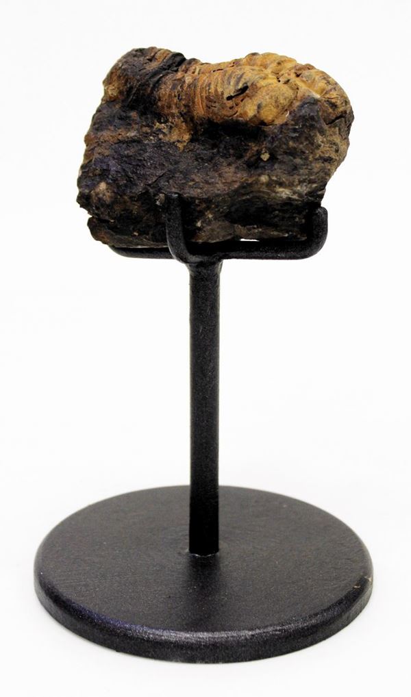 



Fossile di Trilobita, 