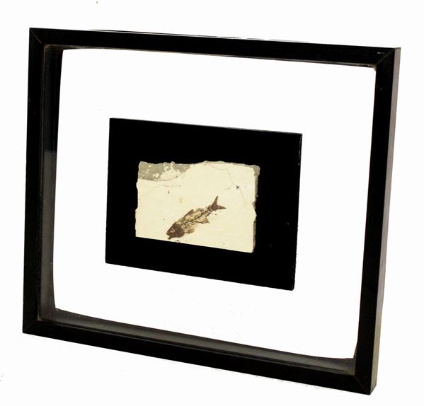 



Fossile, Diplomystus dentatus, eocene