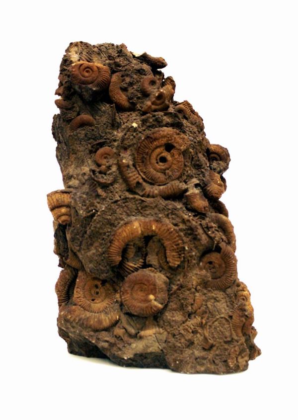 



Gruppo fossile di ammoniti