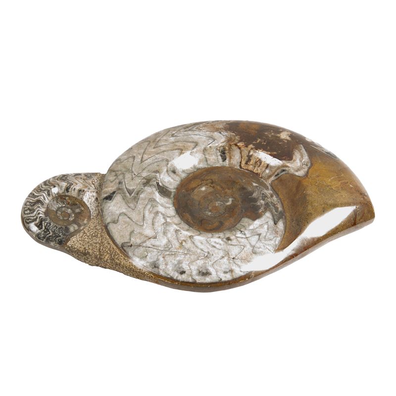 Grande Fossile Ammonite