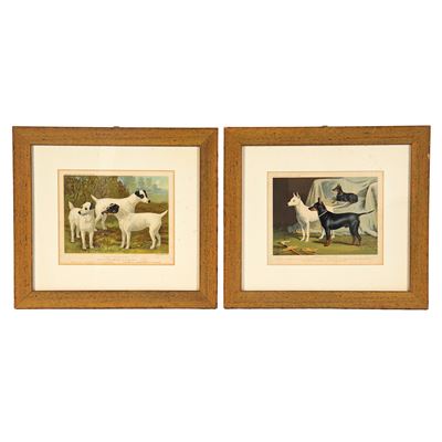 Vero Shaw, English Terrier e Fox Terrier (coppia di incisioni da The illustrated book of dogs, 18...