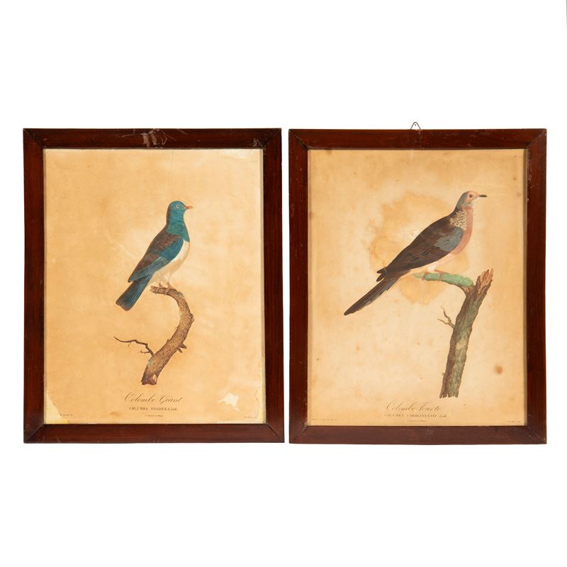 Scuola francese, sec. XX, Colombi, cinque stampe a colori