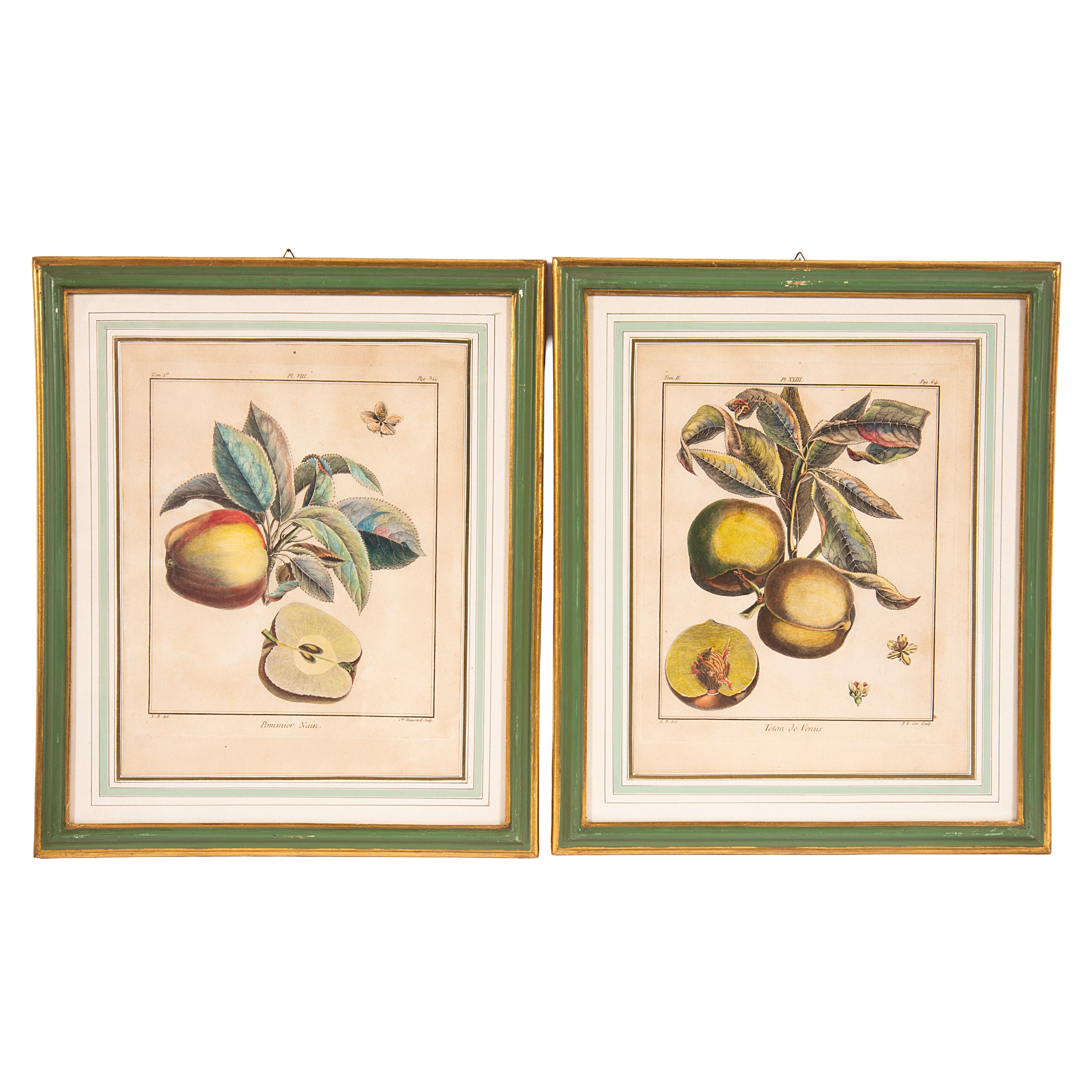 Henri Louis Duhamel du Monceau (da), Incisioni a colori raffiguranti frutti vari, dal «Traité des...