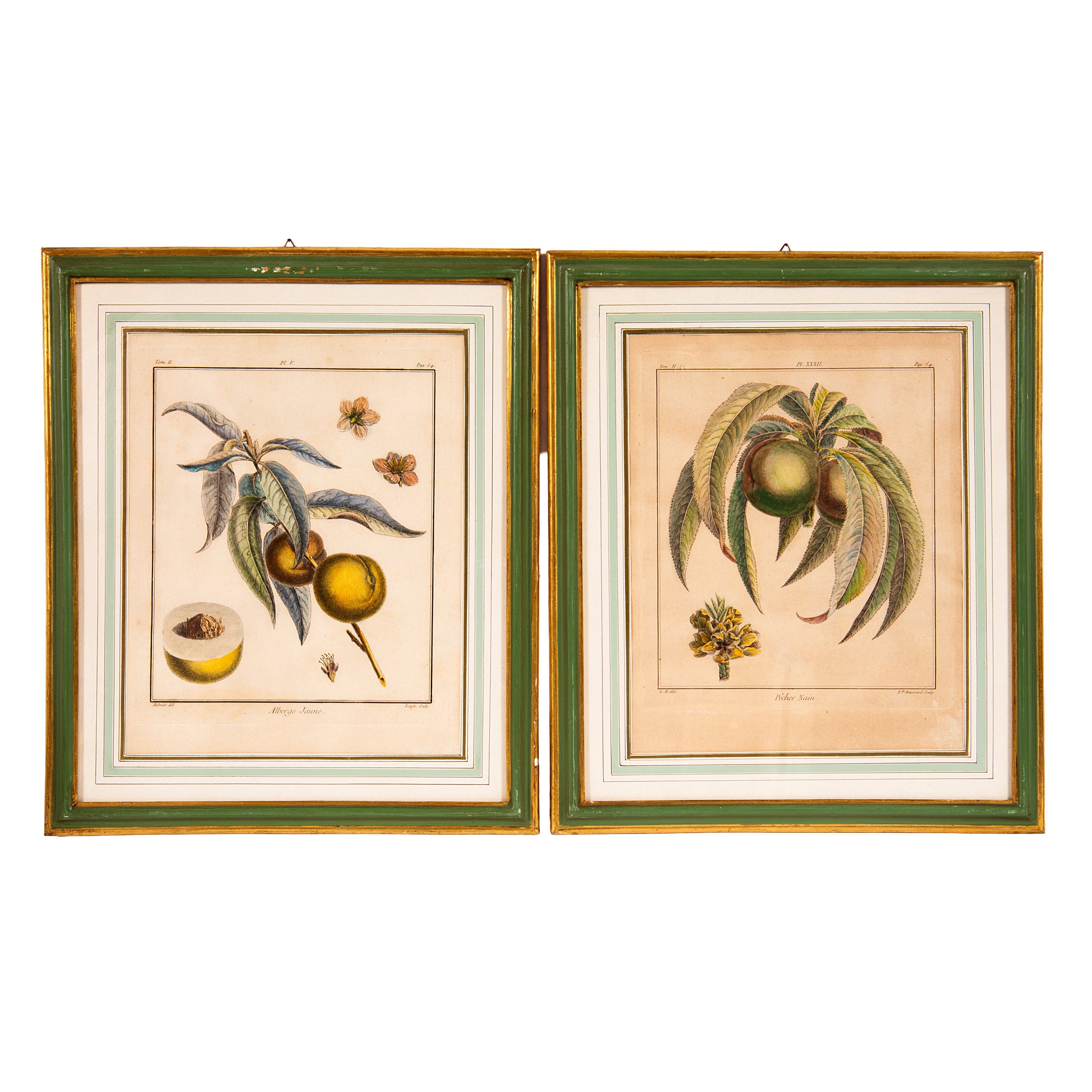 Henri Louis Duhamel du Monceau (da), Incisioni a colori raffiguranti frutti vari, dal «Traité des...