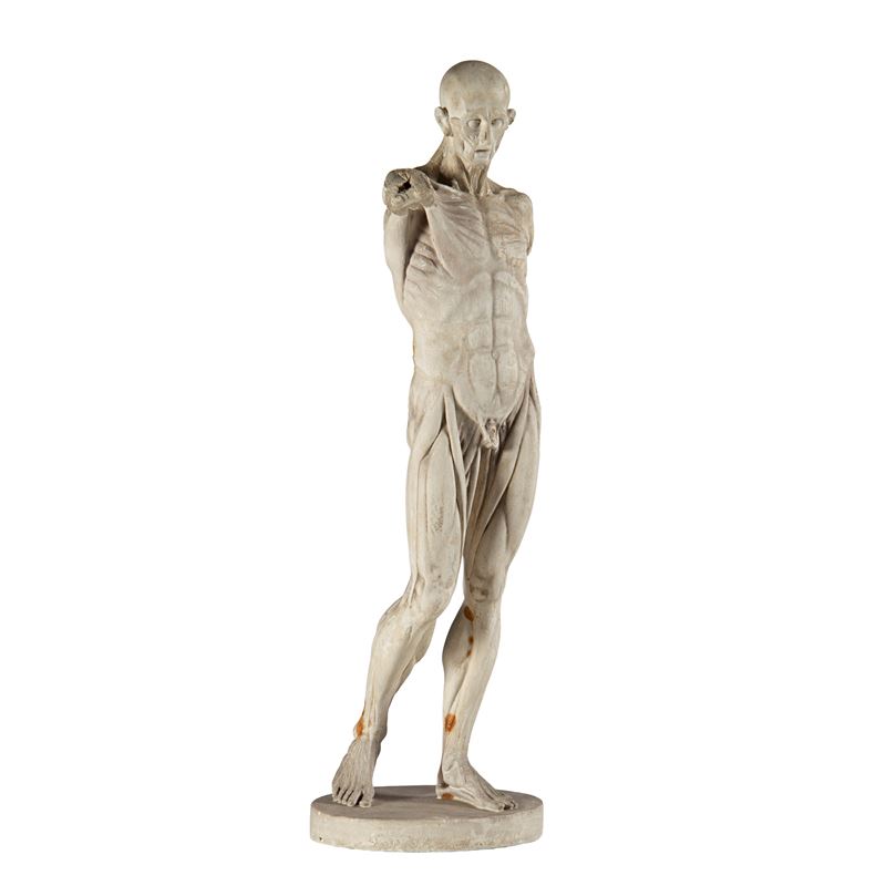 Secolo XX, Modello anatomico di uomo scorticato in gesso