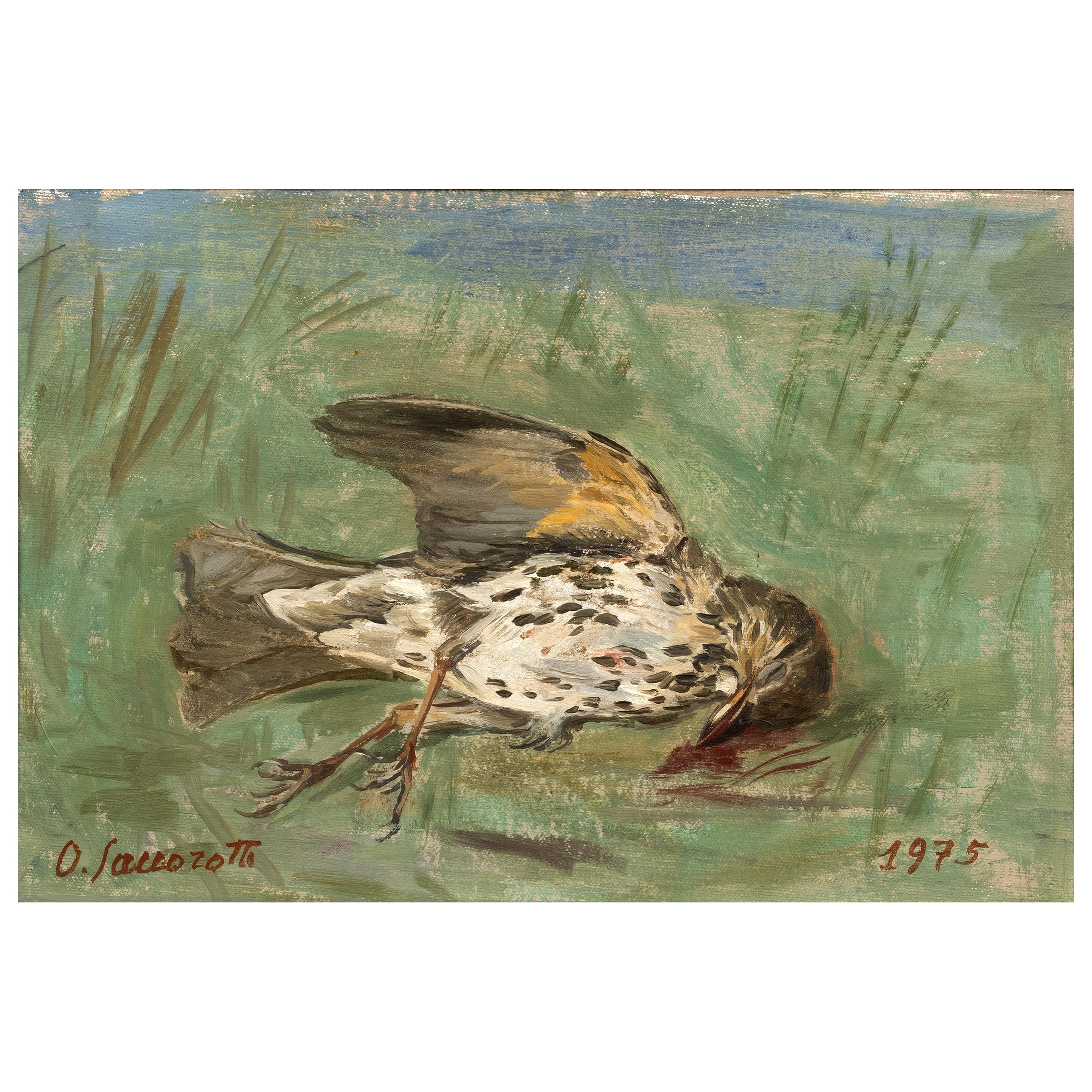 Oscar Saccorotti, Beccaccia